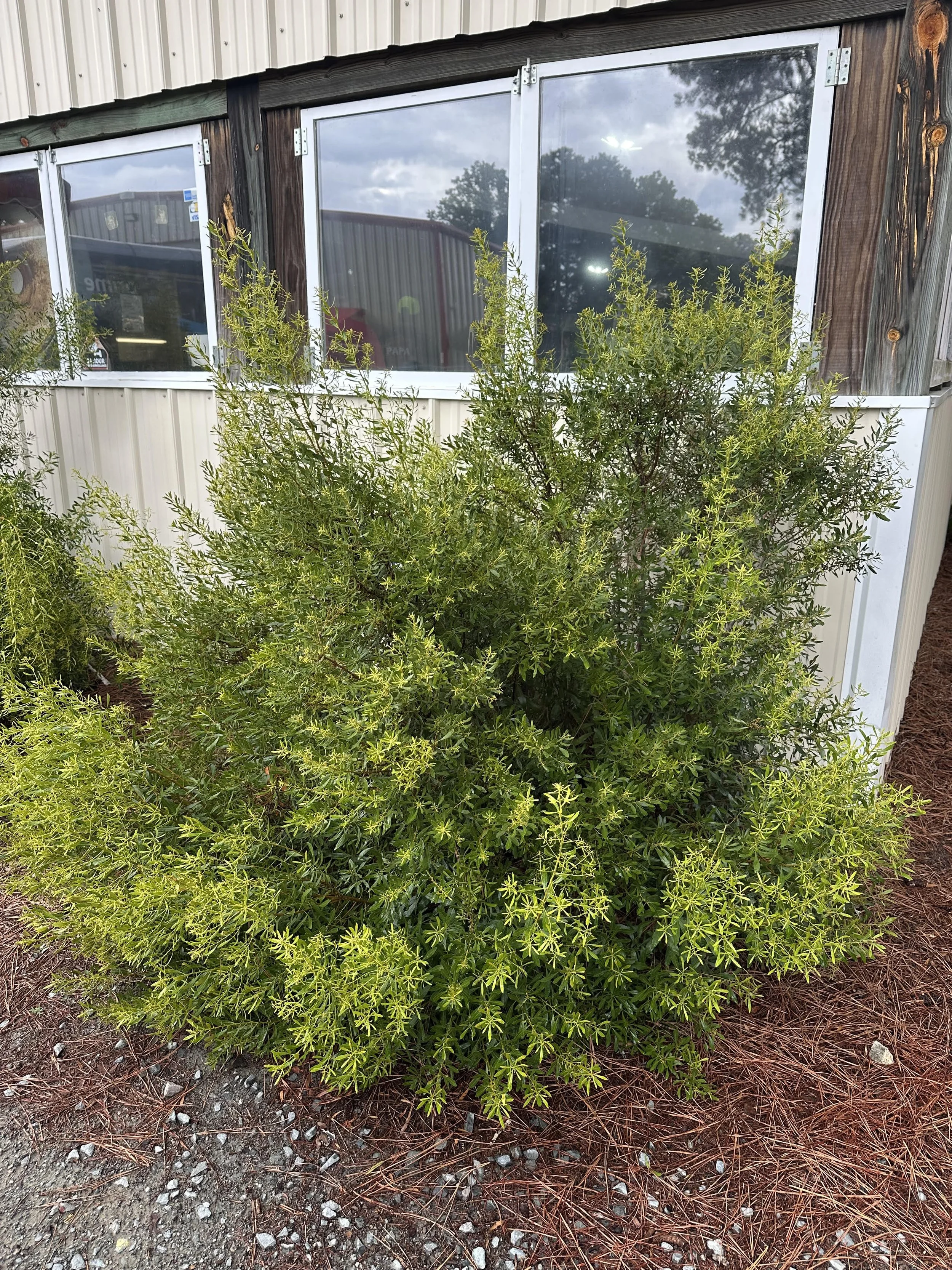 Myrica cerifera 'Strawberry Shortcake' — Smith's Nursery and
